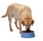 Van de de Machineextruder van de voedsel voor huisdierenverwerking de Hond Cat Food 1 Jaargarantie